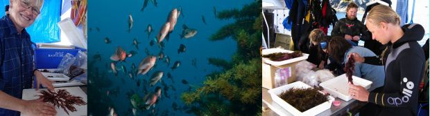 Wendy Nelson sorting seaweeds, underwater shot of butterfly perch and Sargassum, and Severine Hannam sorting inverebrates